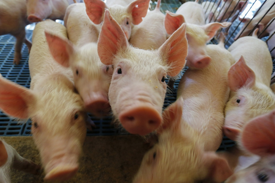 Paraná passa a exportar carne suína para o Chile