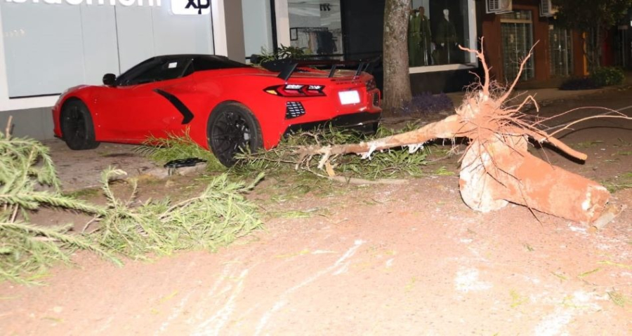 Homem bate carro de luxo avaliado em quase R$ 1 milhão contra árvore no Paraná