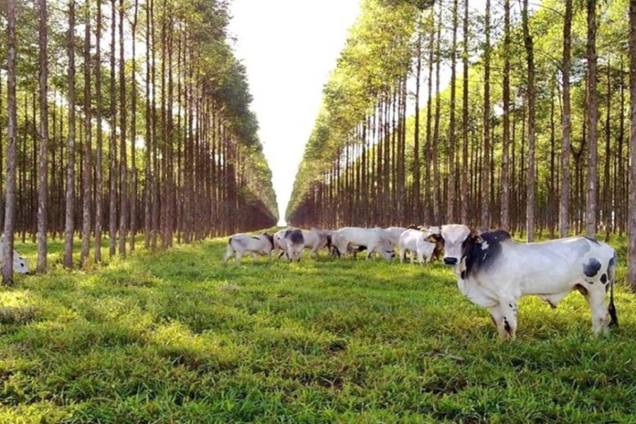 Fórum Brasileiro de ILPF  será nesta quinta-feira na Expoingá