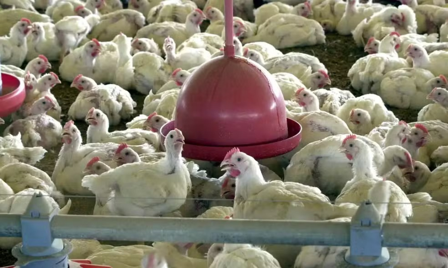 China bloqueia frango brasileiro após caso de gripe aviária