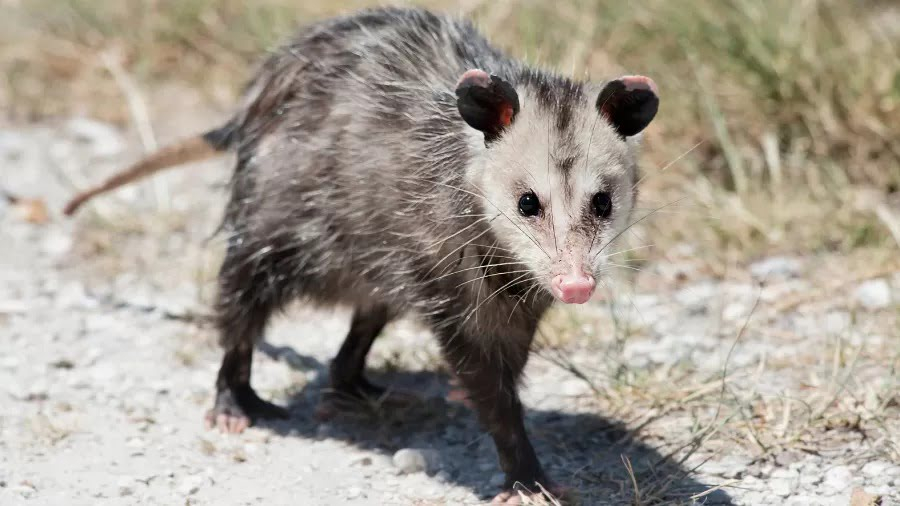 Encontrou um gambá em casa? Veja como agir com segurança e respeito à fauna