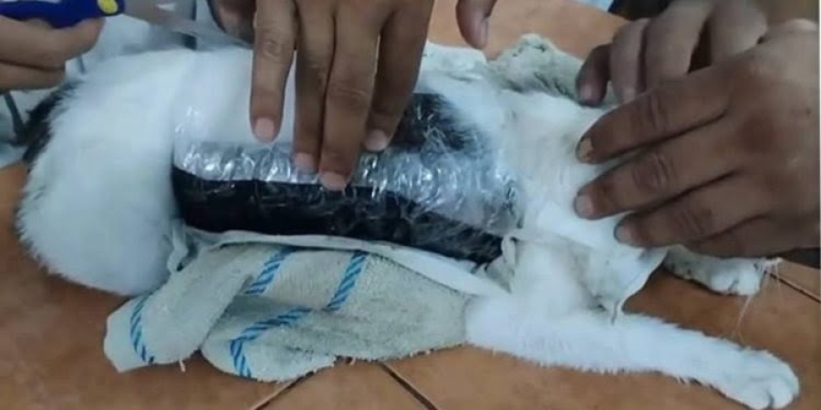 Você não vai acreditar na tática que presos estão usando para receber droga na cadeia